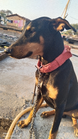 Doberman dog