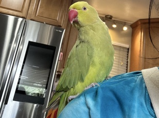 indian ringneck – Turlock