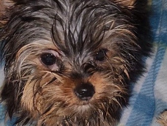 Yorkshire Terrier – sweet yorkie girl – Ridgeville
