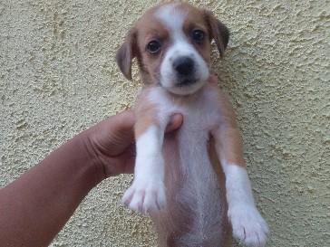 Border Collie – filhotes de cachorro border collie – Rio de Janeiro