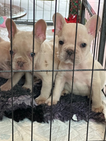 French Bulldog – frenchies
