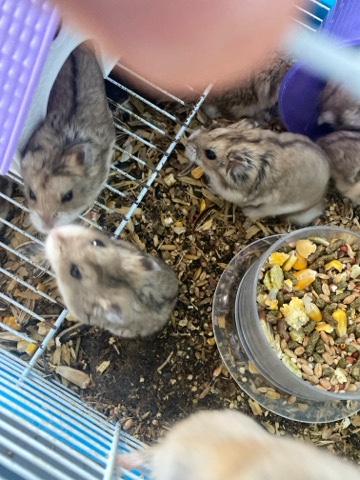 Any – hamsters