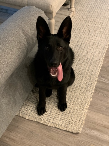 German Shepherd – German Shepherd puppy