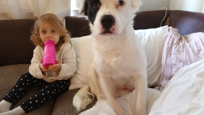 American Bulldog – American bulldog/ American bully