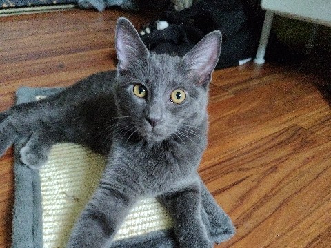 Korat – Another cute kitty – Meramec Township
