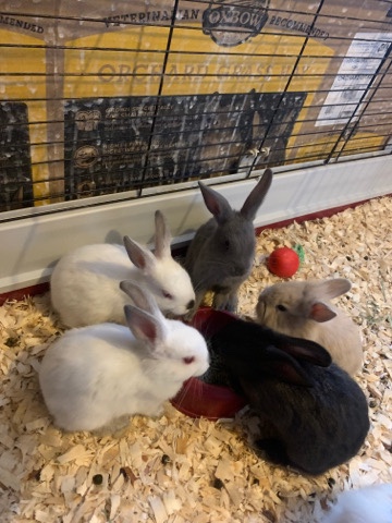 Healthy happy bunnies for sale!