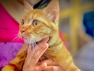 Cat – Ghaziabad