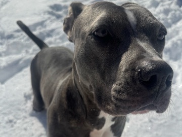 Boxer – Pit boxer ( Female ) – Charlotte