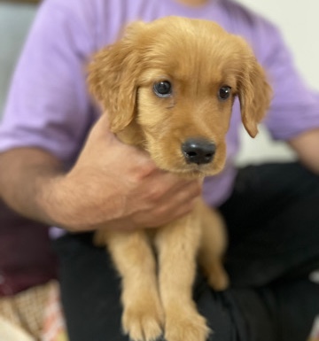 Golden Retriever – Golden Retriever/ Rich Colour