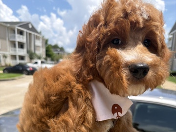 Cavapoo – Mylo Is Looking For His Forever Home 🐾 – Ocean Springs