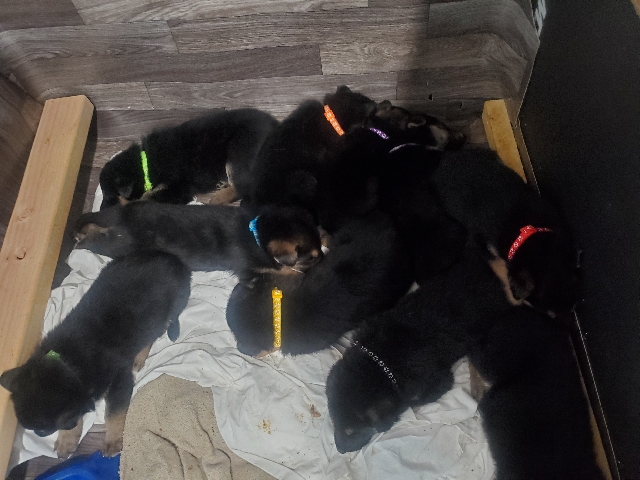 German Shepherd – German shepard puppies