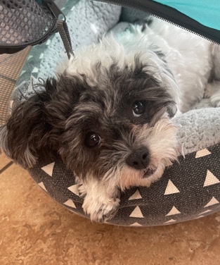 Poodle – 1 yr old Shipoo