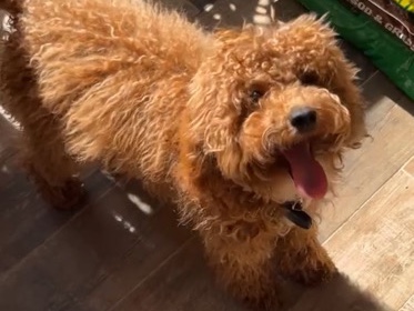 Cavapoo – vez☺️😌☺️