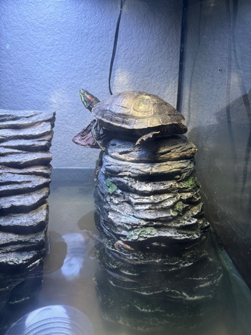 red ear slider turtle
