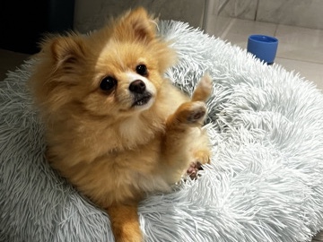 Pomeranian - Adorable 1-Year-Old Female Pomeranian for Sale available for adoption in Dubai