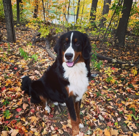 Bernese Mountain Dog – Bernese Mountain Dog (Purebred)