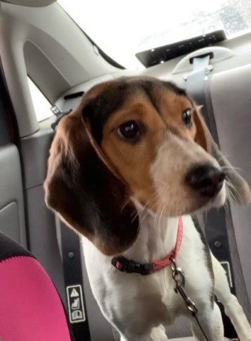 Beagle – Sky pretty beagle