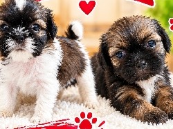 Puppy sale – Pusing