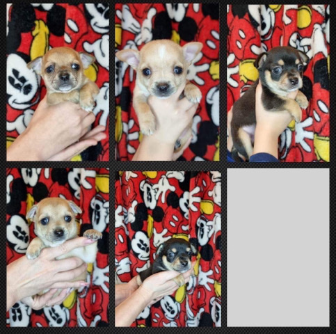 Chihuahua – Chihuahua puppies for sale