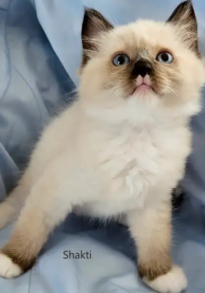 Ragdoll – purebred Ragdoll