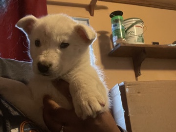 Siberian Husky – Husky 1 in AZ – Albuquerque