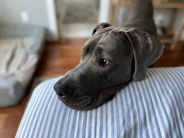 2 year old male great dane