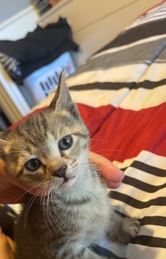 rehoming kitten