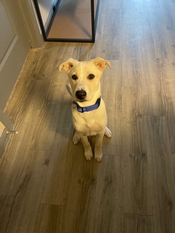 Labrador Retriever – luca rehoming