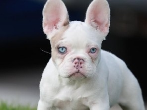 French Bulldog – koi frenchie – Chino
