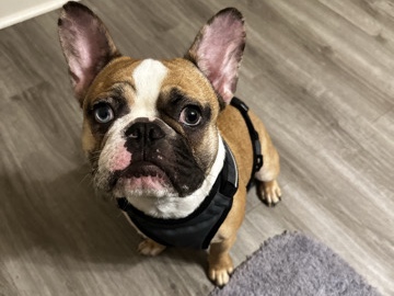 French Bulldog – MALE FRENCHIE looking for a new home