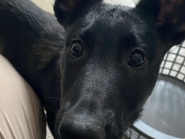 Belgian Shepherd Dog (Malinois) – Belgium malinois x Dutch shepherd – Ware
