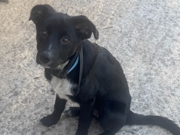 Image of Mixed Breed