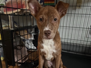 American Pit Bull Terrier – red nose pitbull mix with special print – Memphis