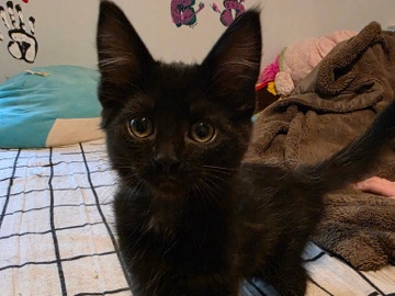 American Shorthair – 2 male bonded kittens – Buford