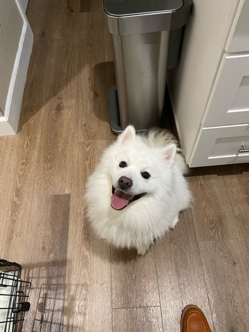 American Eskimo Dog – Male dog looking for loving home