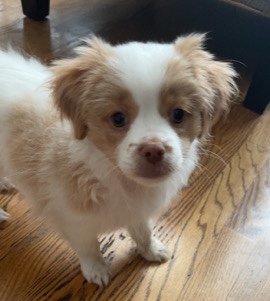 Shih Tzu – Luna