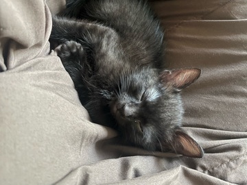 3 month kitty – Atlanta