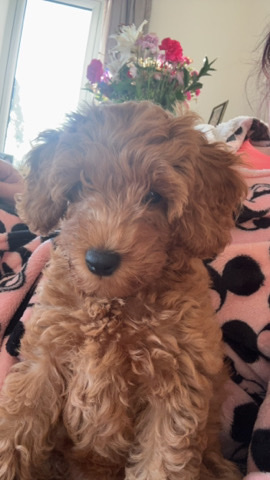 English Cocker Spaniel – Gorgeous apricot cockapoo *****