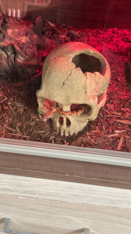 snake – Baby Corn Snake and Viv