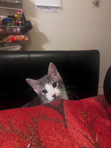 American Shorthair – Rosemary