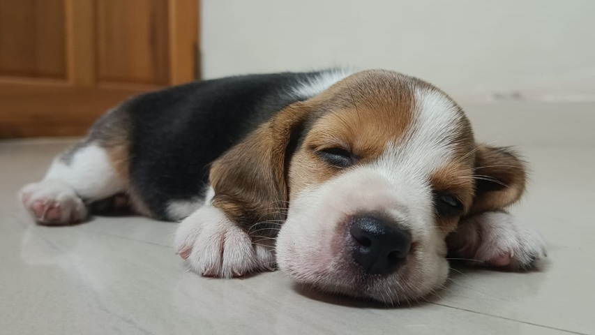 Beagle – Beagle puppy for sale