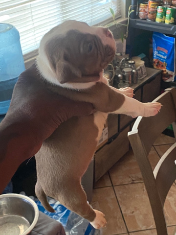 chocolate exotic micro bully