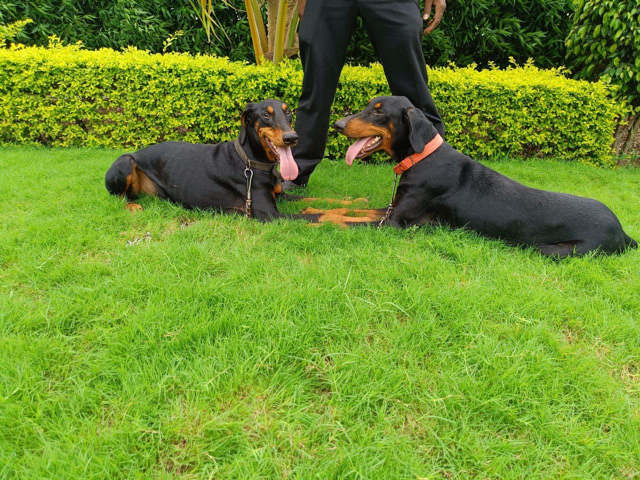 Doberman Pinscher – dobarman pinscher