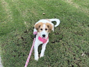Poodle – Moana