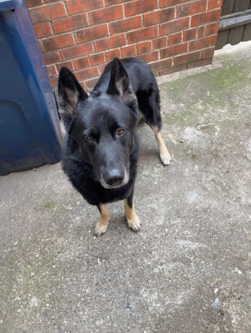 German Shepherd – 2 years old German Shepard