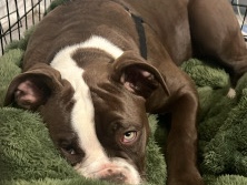 American Pit Bull Terrier – mixed breed dog – Ashburn