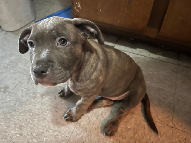 Cane Corso – Puppies