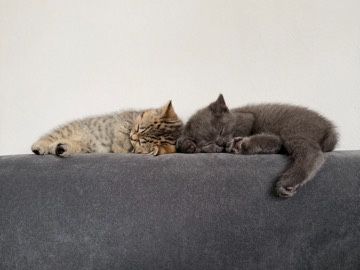 British Shorthair – 2 BKH Kitten abzugeben – Stolberg (Rheinland)
