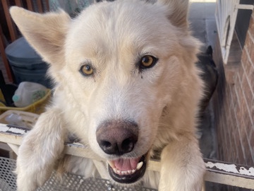 Labrador Husky – Free Husky