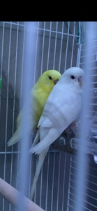 Two Parakeets for sell!